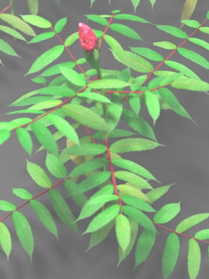 tree-of-heaven-pack-4-variants-3d-model-low-poly-fbx-blend