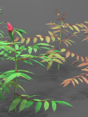 Tree of Heaven Pack - 4 Variants