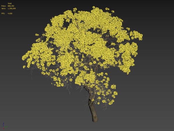 Tree - Plant - Tabebuia aurea - Plantae -  Bignoniaceae