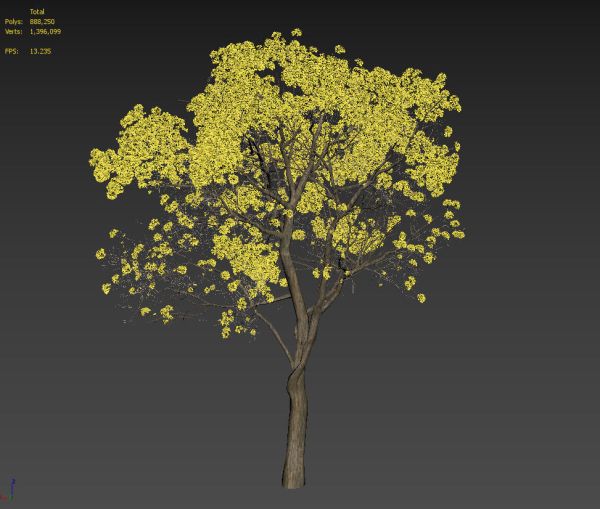 Tree - Plant - Tabebuia aurea - Plantae -  Bignoniaceae