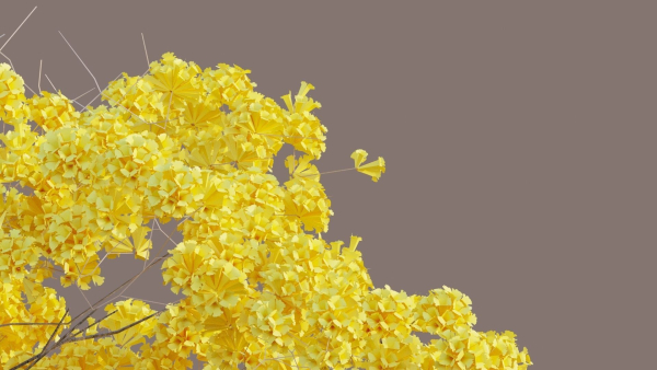 Tree - Plant - Tabebuia aurea - Plantae -  Bignoniaceae