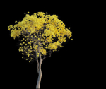 Tree - Plant - Tabebuia aurea - Plantae -  Bignoniaceae