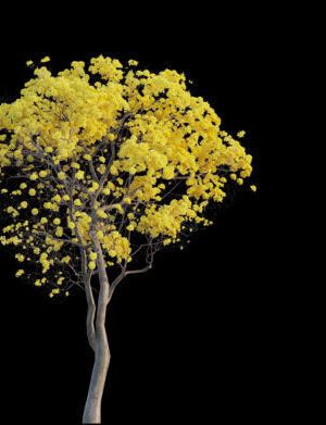 tree-plant-tabebuia-aurea-plantae-bignoniaceae-3d-model-caf5d5172b