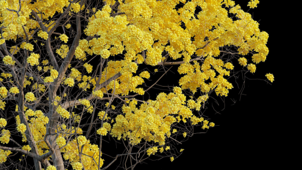 Tree - Plant - Tabebuia aurea - Plantae -  Bignoniaceae