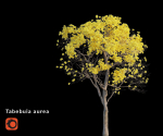 Tree - Plant - Tabebuia aurea - Plantae -  Bignoniaceae