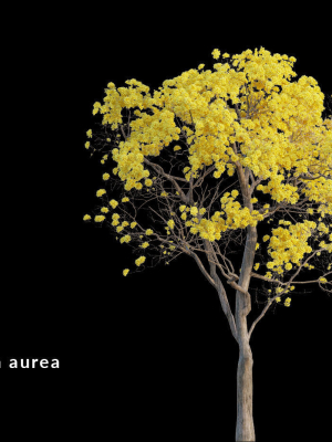 Tree - Plant - Tabebuia aurea - Plantae -  Bignoniaceae