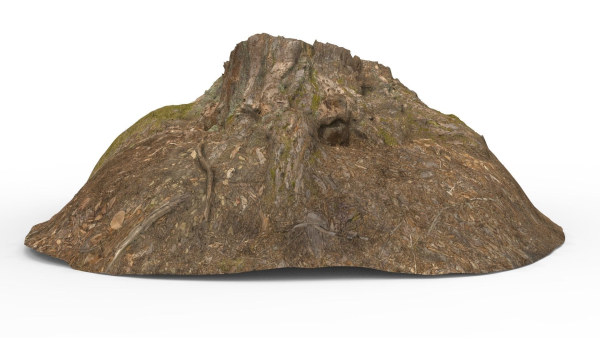 Tree Stump