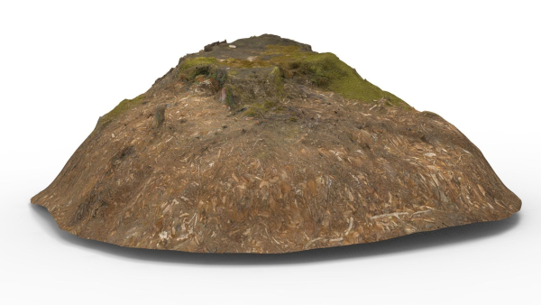 Tree Stump