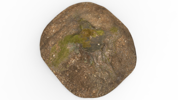 Tree Stump