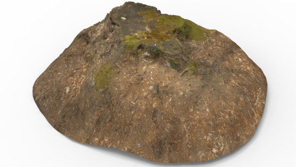 Tree Stump