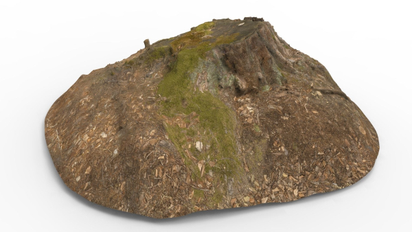 Tree Stump