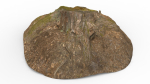 Tree Stump