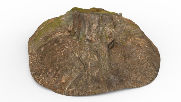 Tree Stump