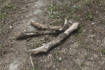 Tree Trunk 002