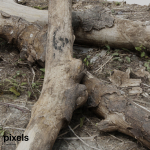 Tree Trunk 002