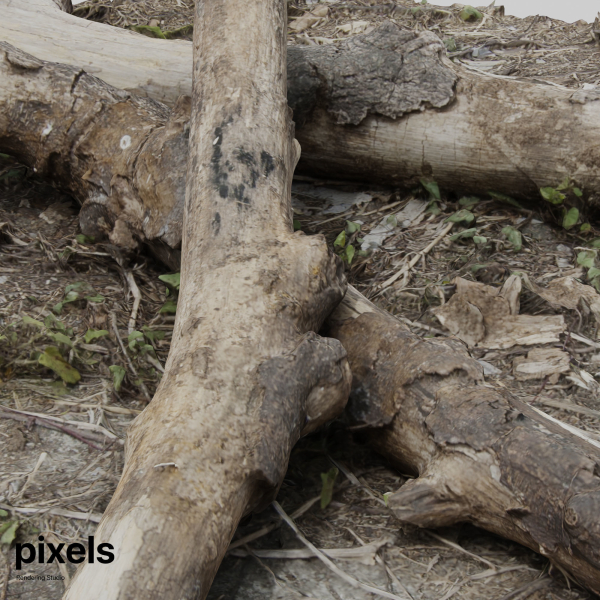Tree Trunk 002