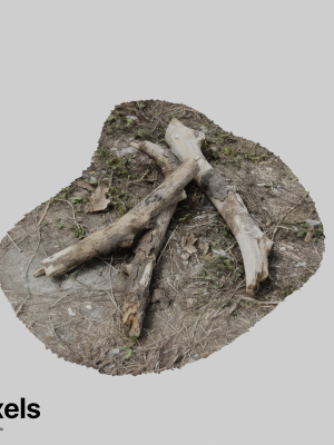 Tree Trunk 002