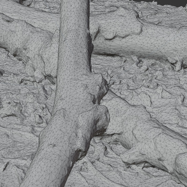 Tree Trunk 002