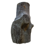 tree trunk 22