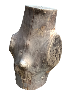 tree trunk 22