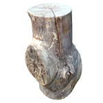 tree trunk 22