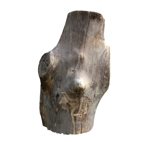 tree trunk 22