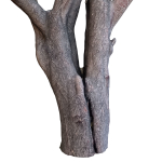 tree trunk 41