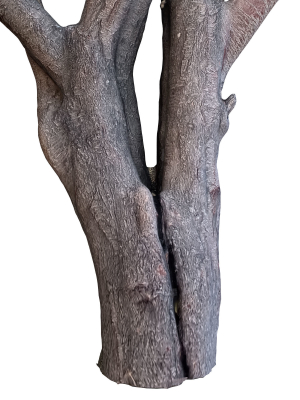 tree-trunk-41-3d-model-max-obj-fbx
