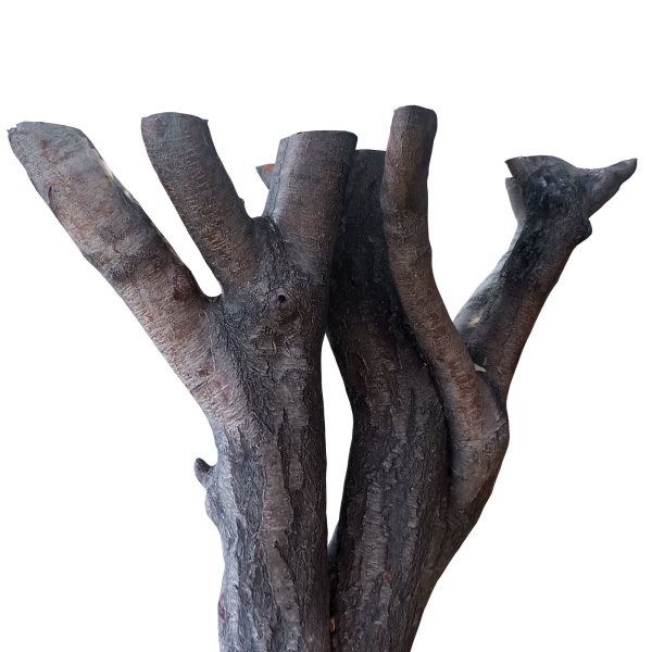 tree trunk 41