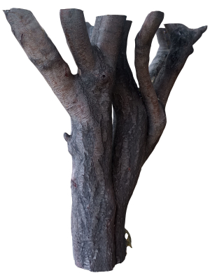 tree trunk 41