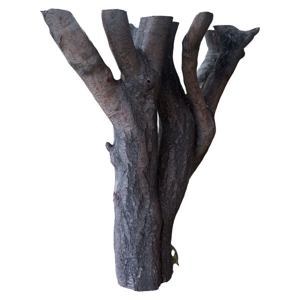 tree trunk 41
