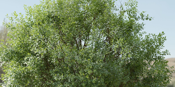 Tree vol 214-Blender