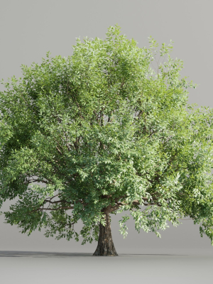 Tree vol 214-Blender
