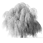 Tree Willow