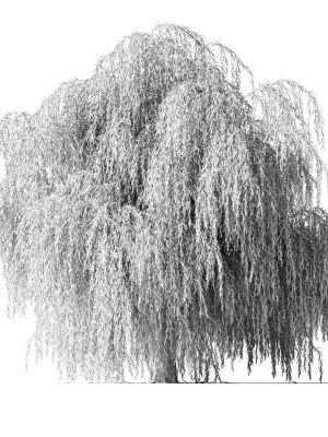 tree-willow-3d-model-max-obj-fbx-mtl