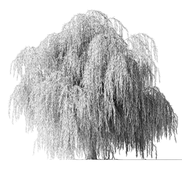 Tree Willow