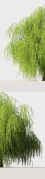 Tree Willow