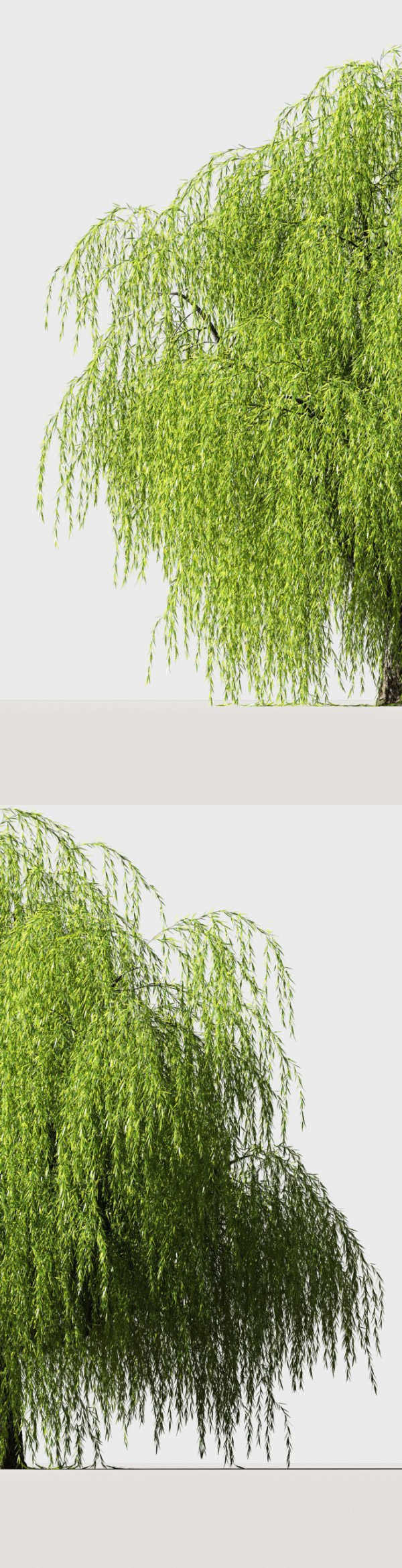 Tree Willow