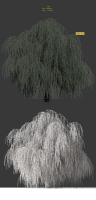 Tree Willow