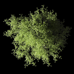 Tree Willow