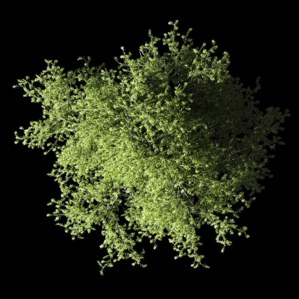 Tree Willow