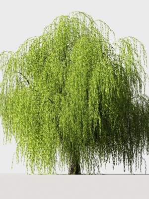 Tree Willow