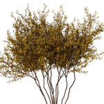tree8 - autumn