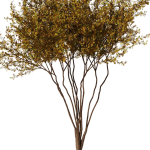 tree8 - autumn