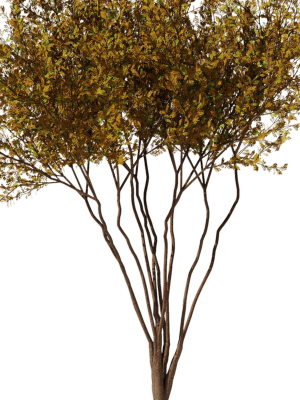 tree8-autumn-3d-model-56749707b9