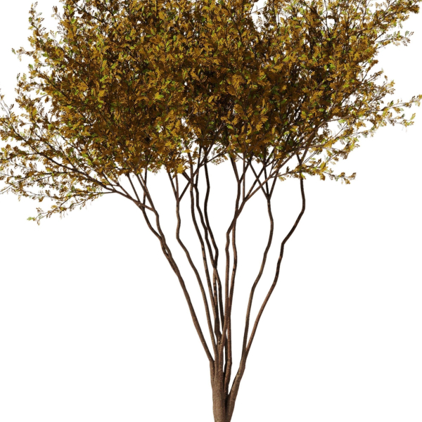 tree8 - autumn
