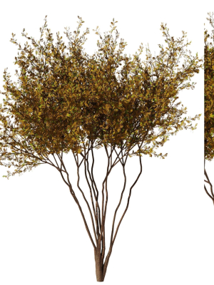 tree8 - autumn