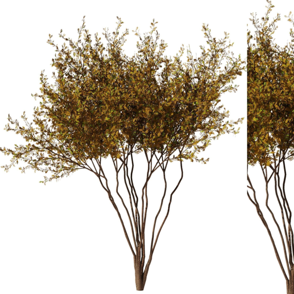 tree8 - autumn