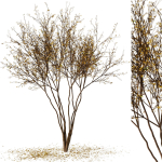 tree9 - autumn leaf