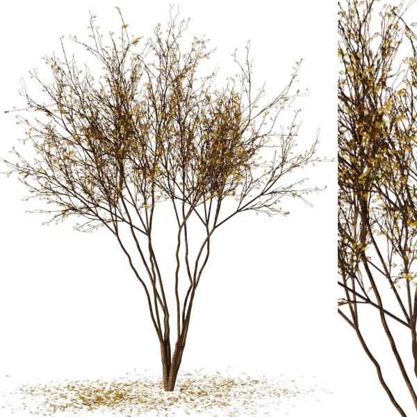tree9 - autumn leaf